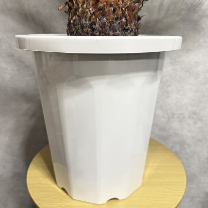 楽天市場】現品 観葉植物 ソテツ 蘇鉄 10号鉢苗 大型種類 大きい 
