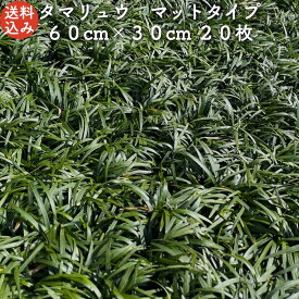 楽天市場 玉竜 花 ガーデン Diy の通販