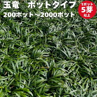 【レビュー特典あり】 タマリュウ（玉竜）ポットタイプ 5芽立以上 200ポット〜2000ポット 約4平米から16…