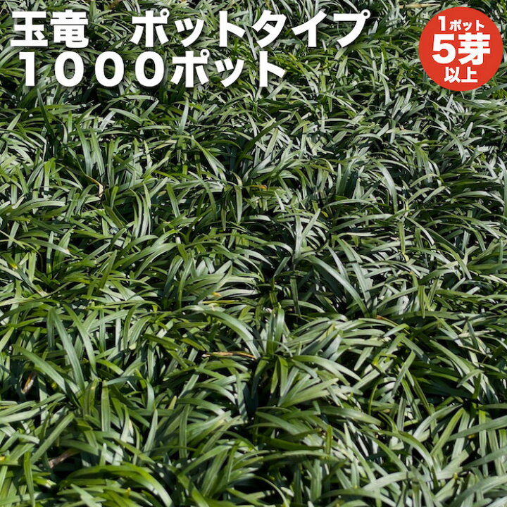 楽天市場 レビュー特典あり タマリュウ 玉竜 ポットタイプ 1000ポット 約１０平米から４０平米分 グランドカバー送料無料 竜のヒゲ リュウノヒゲ 苗木 植木 苗 庭木 生け垣 下草 クラピア 観葉植物専門店ミドリス