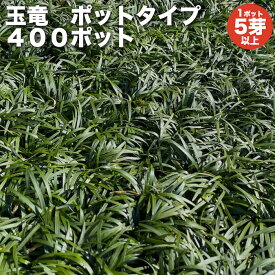 【レビュー特典あり】 タマリュウ（玉竜）ポットタイプ 5芽立以上 400ポット 約4平米から16平米分 グランドカバー送料無料 竜のヒゲ リュウノヒゲ 苗木 植木 苗 庭木 生け垣 下草