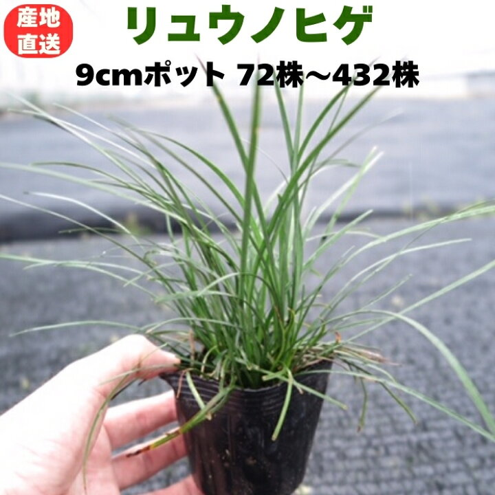 楽天市場】リュウノヒゲ 9cmポット 苗 72株 / 144株 / 216株 / 288株 