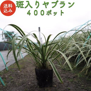 胄u 10.5cm|bg c 40 / 56 / 80 / 112 / 120 / 160 / 168 / 200 / 400 OhJo[ a  N Ԃ tCu  A   OhJo[