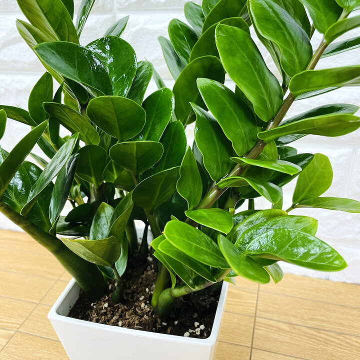 観葉植物 ザミオクルカス 6号鉢 おしゃれなインテリア ザミフォーリア シンボルツリー 新築 父の日 結婚祝い 誕生日 開店祝い 春のコレクション ザミフォーリア