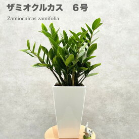 観葉植物 ザミオクルカス ザミフォーリア 6号鉢苗 金銭樹 zzプラント おしゃれな室内インテリア 風水 玄関 リビング トイレ 初心者にもおすすめ 簡単で育てやすい 耐陰性 部屋 屋外 かわいい ベランダ プレゼント ギフト 開店祝い 結婚祝い 窓際 テレビ横 グリーン モダン