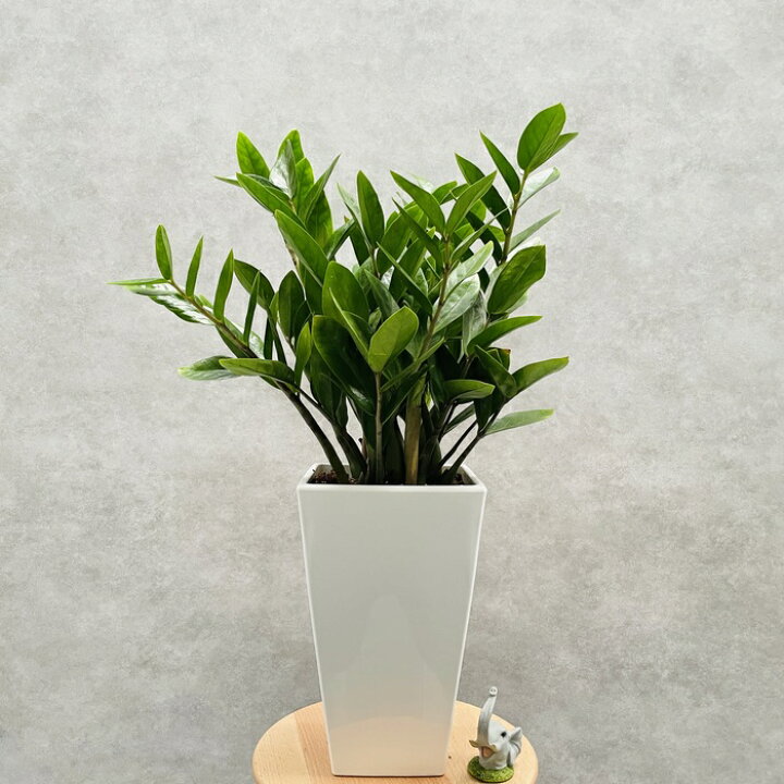 楽天市場】観葉植物 ザミオクルカス ザミフォーリア 6号鉢苗 金銭樹 zz 