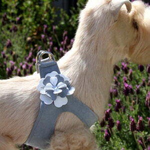 Susan Lanci/X[UV[Special Occasions Harness(v`i)XtXLtybgpn[lX