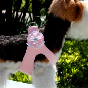 Susan Lanci/X[UV[Special Occasions Harness(ps[sN)XtXLtybgpn[lX