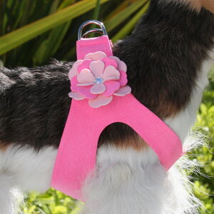 Susan Lanci/X[UV[Alexandra HarnessXtXL[tn[lX