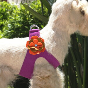 Susan Lanci/X[UV[Wendy HarnessXtXL[tn[lX