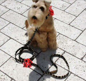 Susan LanciX[UV[Sarah LeashXtXLt[h