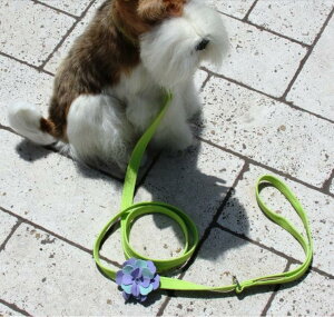 Susan LanciX[UV[Emma LeashXtXLt[h