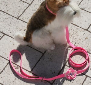 Susan LanciX[UV[Alexandra LeashXtXLt[h