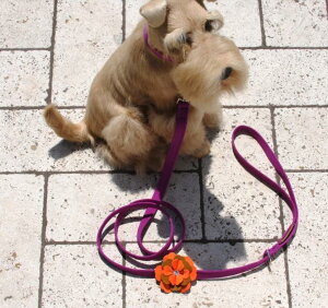 Susan LanciX[UV[Wendy LeashXtXLt[h