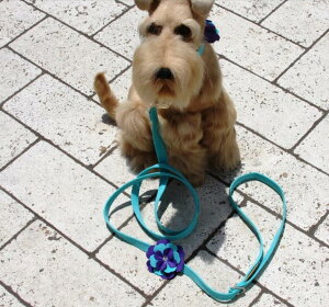 Susan LanciX[UV[Violet LeashXtXLt[h