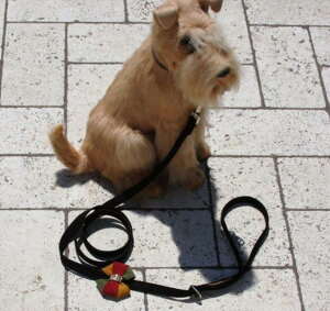 Susan LanciX[UV[Autumn Bow LeashXtXLt[h