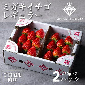 【送料無料】【出荷日指定可】いちご ミガキイチゴ レギュラー（ご自宅用） 2パック 250g×2　日付指定　とちおとめ　よつぼし　ハナミガキ　すず