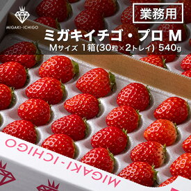 【業務用】【出荷日指定可】ミガキイチゴ ・プロM 規格Mサイズ 1箱30粒×2トレイ 540g 高級いちご スイーツ作り用 日付指定 宮城　とちおとめ　よつぼし　ハナミガキ　すず