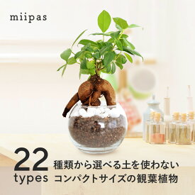 【22種類から選べる】ハイドロカルチャー 観葉植物 ミニ パキラ ガジュマル サンスベリア モンステラ バンブー マドカズラ カポック ポトス シンゴニウム ペペロミア アイビー 植え替え 鉢 容器 小さい 本物 卓上 3号 ギフト プレゼント【コースター無しの商品】