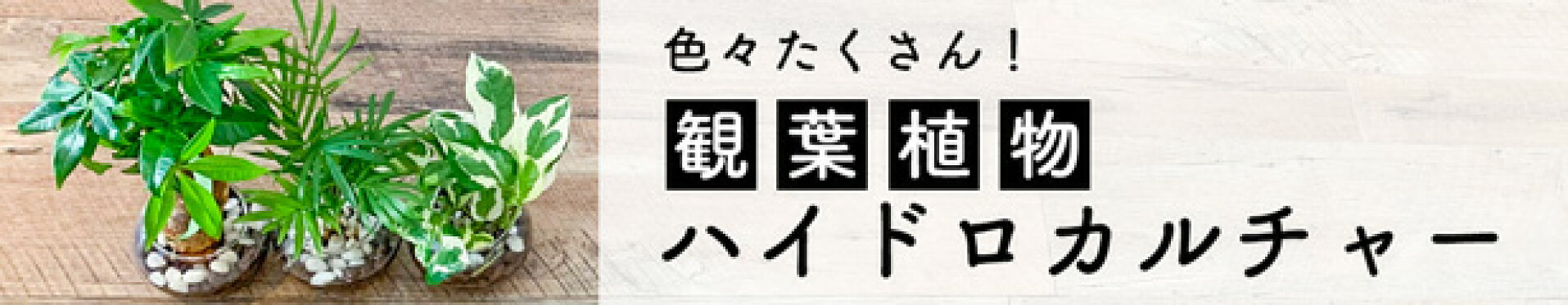ハイドロカルチャー