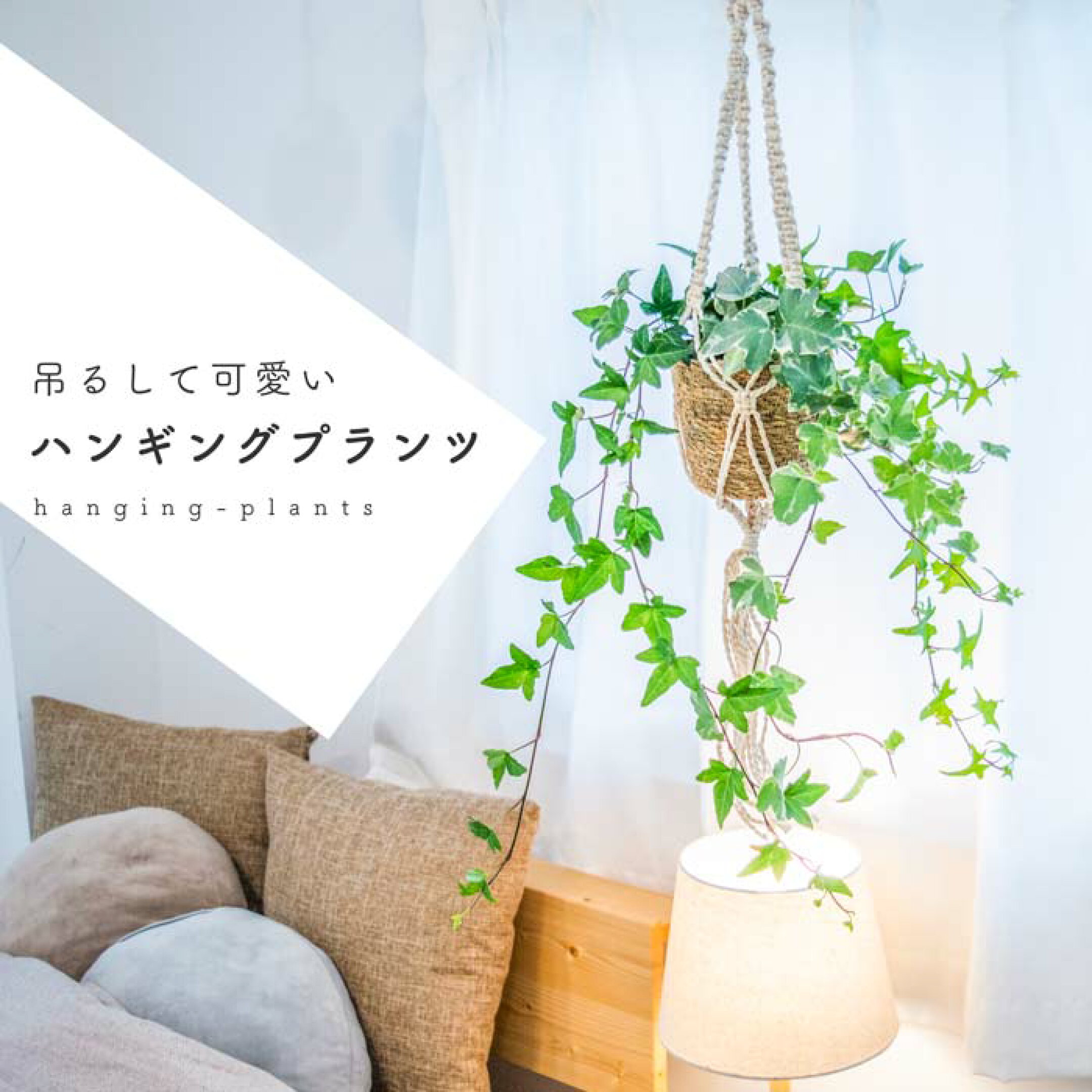 天井から吊るしてオシャレ空間を演出できるハンギングプランツ