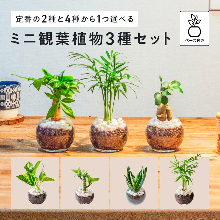 楽天市場】【スーパーSALE半額】小さい観葉植物 3種セット ミニ観葉  