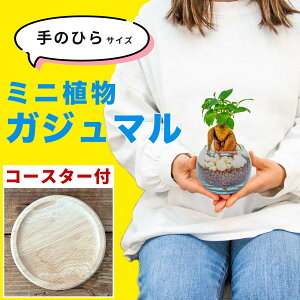 ガジュマル ミニ ハイドロカルチャーリビング 観葉植物 多幸の木 室内用 卓上 水耕栽培 小さめ 土を使わない 虫がわかない 鉢付き 鉢植え 本物 無機質 ガラス瓶 3号 小型 ギフト プレゼント
