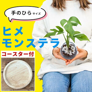 Xe ϗtA nChJ`[ ~j TCY  킩Ȃ ygȂ k͔| { 3  Zbg KX JXj  S  @  bsO 