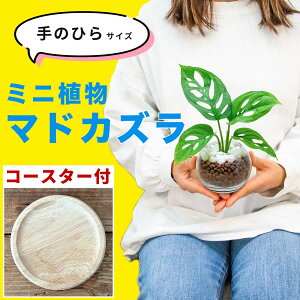 マドカズラ モンステラ ミニ 南国風 観葉植物 ハイドロカルチャー 室内用 卓上 水耕栽培 小さめ 土を使わない 虫がわかない 鉢付き 鉢植え 本物 無機質 ガラス瓶 3号 小型 ギフト プレゼント