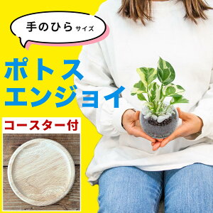 |gX GWC ϗtA n[g^  nChJ`[ p  k͔|  ~jTCY ygȂ 킩Ȃ t A { @ KXr 3 ^ Mt