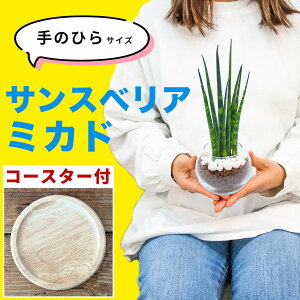 サンスベリア ミニ サイズ ミカド 観葉植物 マイナスイオン トイレ ハイドロカルチャー 室内用 卓上 水耕栽培 小さめ ミニサイズ 土を使わない 虫がわかない 鉢付き 鉢植え 本物 無機質 ガラ