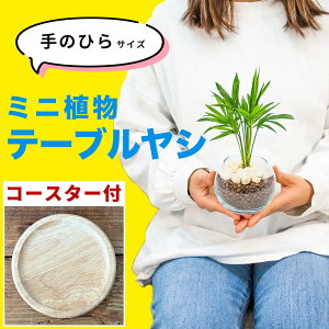 テーブルヤシ 観葉植物 厄除け 玄関 南国風 ハイドロカルチャー 室内用 卓上 水耕栽培 小さめ ミニサイズ 土を使わない 虫がわかない 鉢付き 鉢植え 本物 無機質 ガラス瓶 3号 小型 ギフト プ