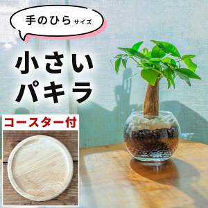 観葉植物 パキラ ミニサイズ ハイドロカルチャー リビング 開店祝い 引っ越し祝い 移転祝 金運 室内用 卓上 水耕栽培 小さめ 土を使わない 虫がわかない 鉢付き 鉢植え 本物 無機質 ガラス瓶