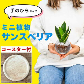 サンスベリア 観葉植物 玄関 ハイドロカルチャー ミニサイズ マイナスイオン 寒さに強い トイレ サンセベリア 室内用 卓上 水耕栽培 ミニサイズ 土を使わない 虫がわかない 鉢付き 鉢植え 本物 無機質 ガラス瓶 3号 小型 ギフト プレゼント