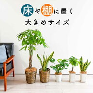 観葉植物 大型 パキラ サンスベリア 5号 7号 鉢 鉢カバー付き ねじり 編み込み 空気浄化 空気清浄 マイナ…