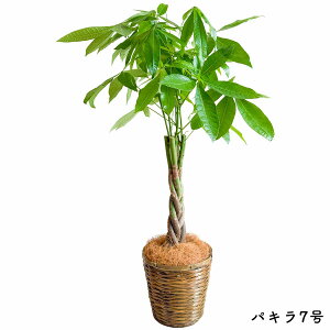 観葉植物 5号 パキラ」の人気商品一覧・価格比較 - 価格.com