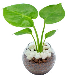 モンステラ デリシオーサ ミニ 観葉植物 本物 ハイドロカルチャー 虫がわきにくい 室内 キッチン トイレ 玄関 水耕栽培 誕生日 父の日 お祝い ギフト プレゼント