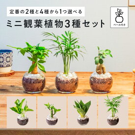 【10％OFFクーポン対象】セット ミニ ハイドロカルチャー 観葉植物 本物 小さい 卓上 インテリア 3号 玄関 トイレ 誕生日 還暦 お祝い ギフト プレゼント パキラ ガジュマル キングバンブー サンスベリア テーブルヤシ ポトス 送料無料