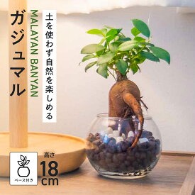 ガジュマル ミニ ハイドロカルチャー 観葉植物 本物 小さい 卓上 インテリア 3号 玄関 トイレ 誕生日 還暦 お祝い ギフト プレゼント 送料無料