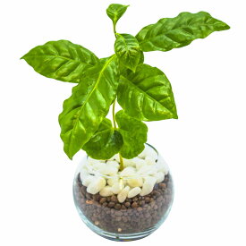 【10%OFF】コーヒーの木 ハイドロカルチャー 観葉植物 ミニ 本物 小さい 卓上 インテリア 3号 玄関 トイレ mipcpn