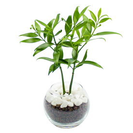 ナギ 梛 ハイドロカルチャー 観葉植物 ミニ 本物 小さい 卓上 インテリア 3号 玄関 トイレ
