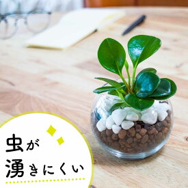 【10％OFFクーポン対象】ペペロミア 丸い葉 観葉植物 ミニ 小さい 本物 玄関やトイレに置ける ハイドロカルチャー 卓上 インテリア 3号 敬老の日 誕生日 還暦 お祝い ギフト プレゼント 送料無料