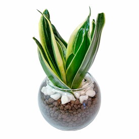 サンスベリア ミニ ハイドロカルチャー 観葉植物 本物 小さい 卓上 インテリア 3号 玄関 トイレ 誕生日 父の日 お祝い ギフト プレゼント mipcpn
