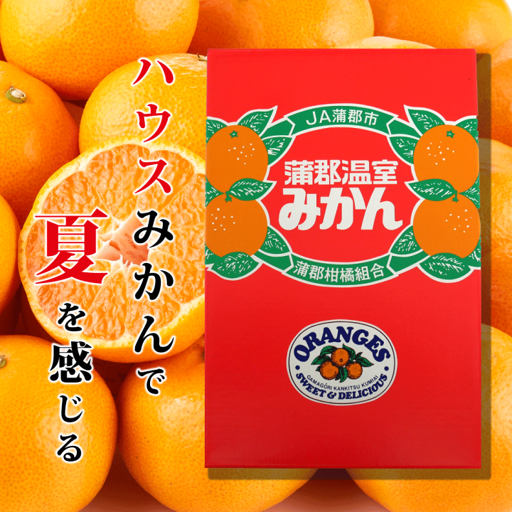 楽天市場】蒲郡温室みかん1.2kg 温室みかん ハウスみかん 蒲郡