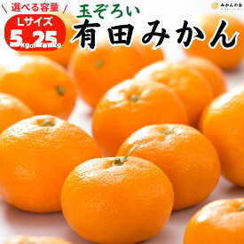 【予約】 みかん 秀品 Lサイズ 箱込 5kg 2.5kg 和歌山県産 有田みかん 贈答用果物 お取り寄せ みかん5キロ みかん箱買い 産地直送 贈答用 ミカン 甘いみかん mikan 蜜柑 贈答 プレゼント ギフト 贈り物 果物 フルーツギフト フルーツ みかん箱買い 2025年11月中旬より出荷