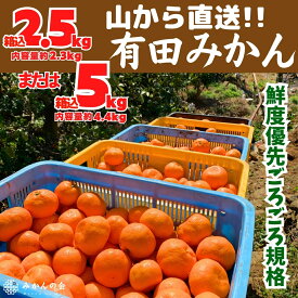【予約】 みかん 山から直送 箱込 5kg 2.5kg 鮮度優先ごろごろ規格 みかん家庭用 みかん箱買い 甘いみかん 旬の果物 旬のフルーツ 旬の柑橘類 旬の柑橘 和歌山県産 産地直送 家庭用 果物 フルーツ サイズミックス 【みかんの会】 2025年11月中旬より出荷