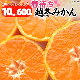 【予約】 春待ち 越冬みかん 有田みかん 箱込10kg 7.5kg 5kg 2.5kg 1kg 600g 熟成 貯蔵 甘い 晩生 温州 和歌山 冬みかん みかんの会
