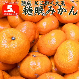 熟成 みかん とにかく 大玉 箱込 5kg ( 内容量 4.4kg ) 2Lサイズ以上 秀品 優品 混合 有田みかん 和歌山県産 産地直送 家庭用 和歌山ミカン 五キロ ご自宅用 ミカン 蜜柑 秀 わかやま 産直 箱買い おいしい 美味しい お取り寄せ 大玉みかん みかん5キロ みかん5kg秀品