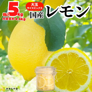  Y  Gi  5kg 2.5kg 3L 4L 5L TCY~bNX a̎RY Yn F k ʕ ݂ ꂢ  ς VN ʂ T[ l[h a̎R Lc