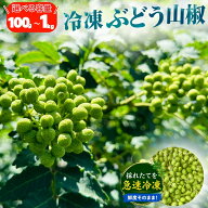 【山椒】冷凍 山椒 凍ってんじゃ ぶどう山椒 100g 500g 1kg 小分け 和歌山県産 ブドウ山椒 山椒の実 実山…